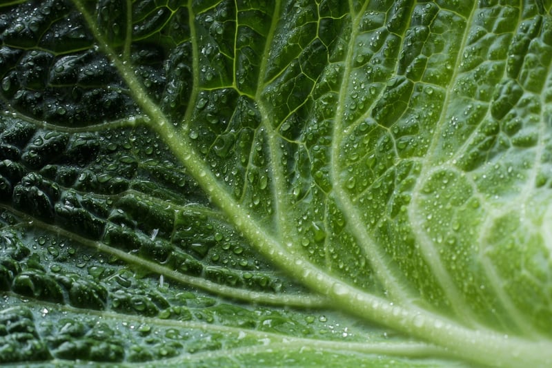 Green Leaf Plant Nature Eco