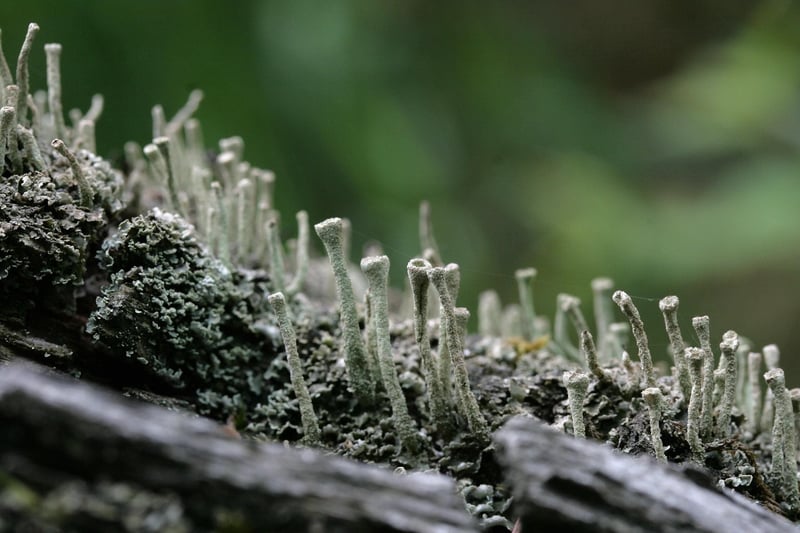 Vertical Garden with Moss and Ferns