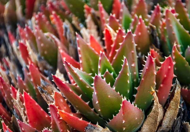 Succulent Display