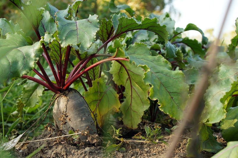 Kitchen Garden